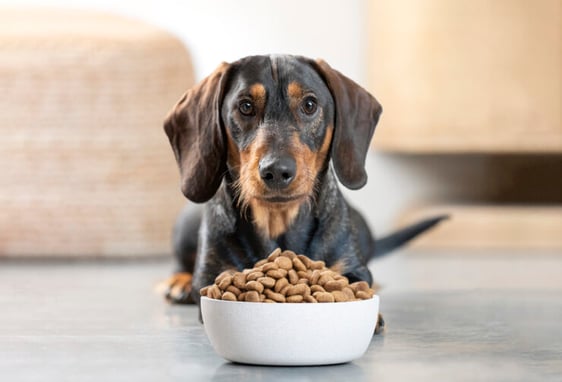 Un petit chien regarde sa gamelle avec des croquettes appérissantes