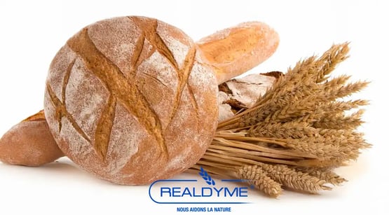 Illustration du savoir-faire Realdyme en panification montrant un baguette et un pain déposés sur une gerbe de blé servant de matière première aux produits micronisés entrant dans la composition des mix panification.