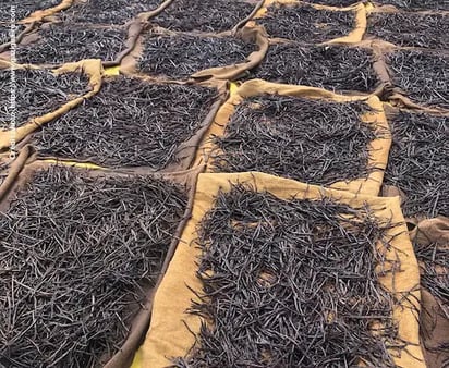 Gousses de vanille au sol dans une exploitation avant mise en sac