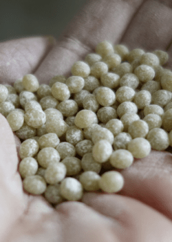 Gum Arabic, illustrative of a fragile type of food ingredient that is suitable for transfer by flexible auger conveyor.