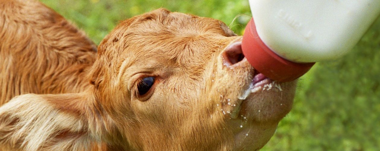 Illustration de l'industrie de la transformation des poudres de lait et de colostrum : on voit un veau en train d'être alimenté au biberon